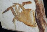 Partial Fossil Pea Crab (Pinnixa) From California - Miocene #85291-1